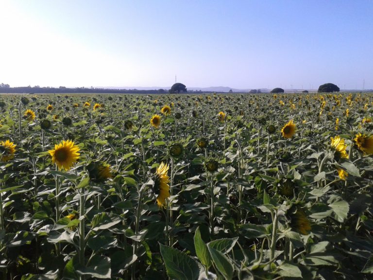 AGRICULTURA