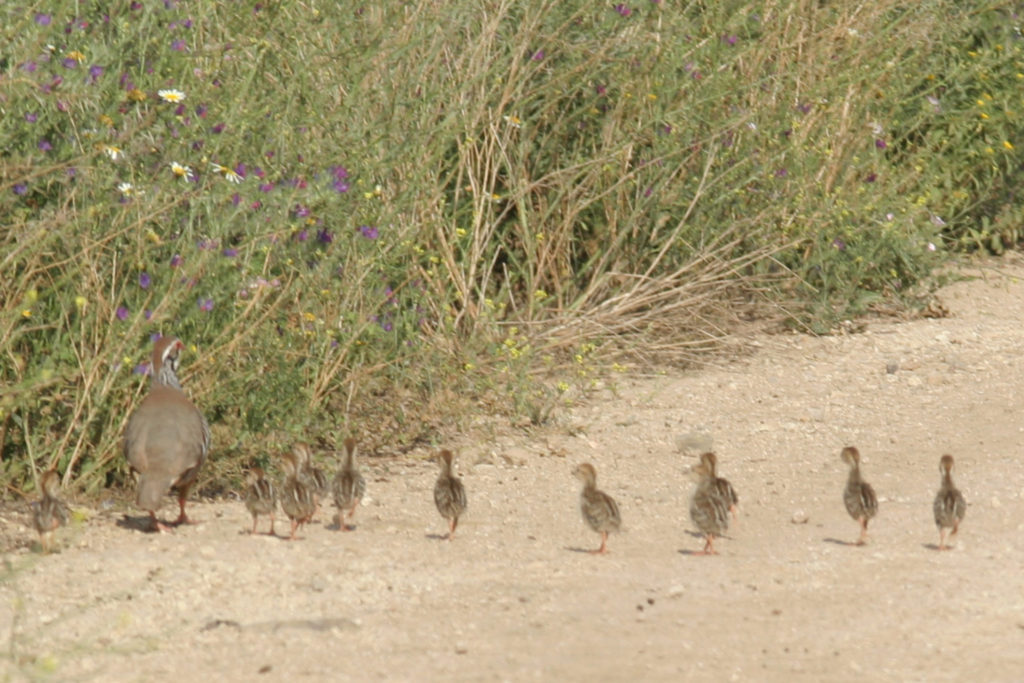 Imagen INICIO DEL PERIODO GENERAL DE CAZA