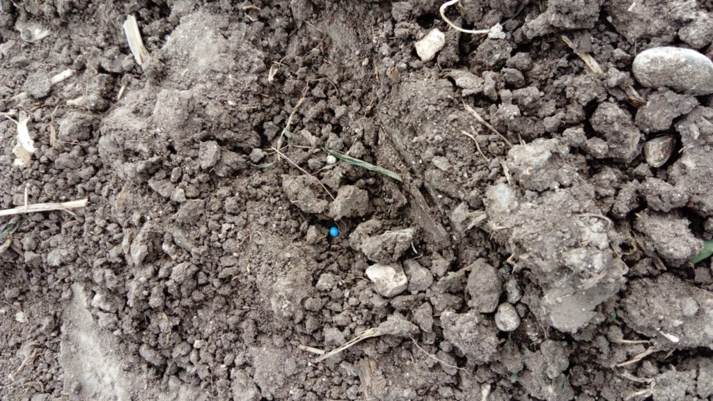 Imagen ESTADO FENOLÓGICO CULTIVO