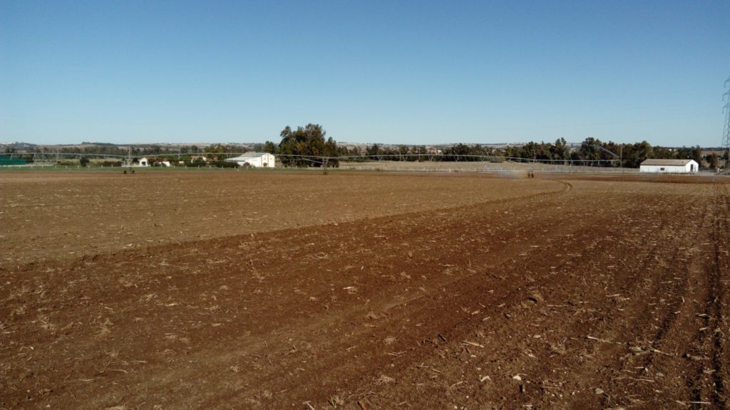 Imagen INCIDENCIAS: PLAGAS Y ENFERMEDADES