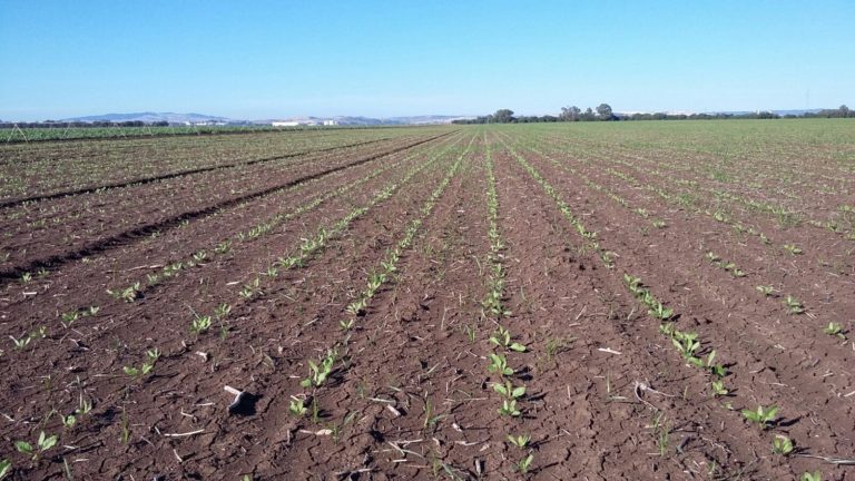 MANTENIMIENTO DE HECTÁREAS ADMISIBLES EN EL RÉGIMEN DE PEQUEÑOS AGRICULTORES