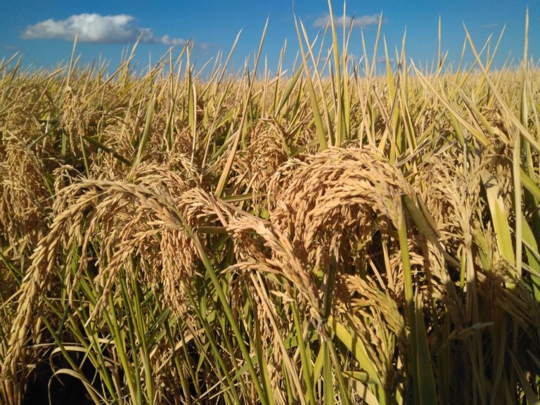 AYUDAS A LA PARTICIPACIÓN DE AGRICULTORES EN REGÍMENES DE CALIDAD