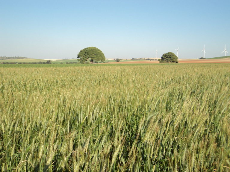 AYUDA A LOS SISTEMAS SOSTENIBLES DE CULTIVOS HERBÁCEOS DE SECANO (10.1.4)