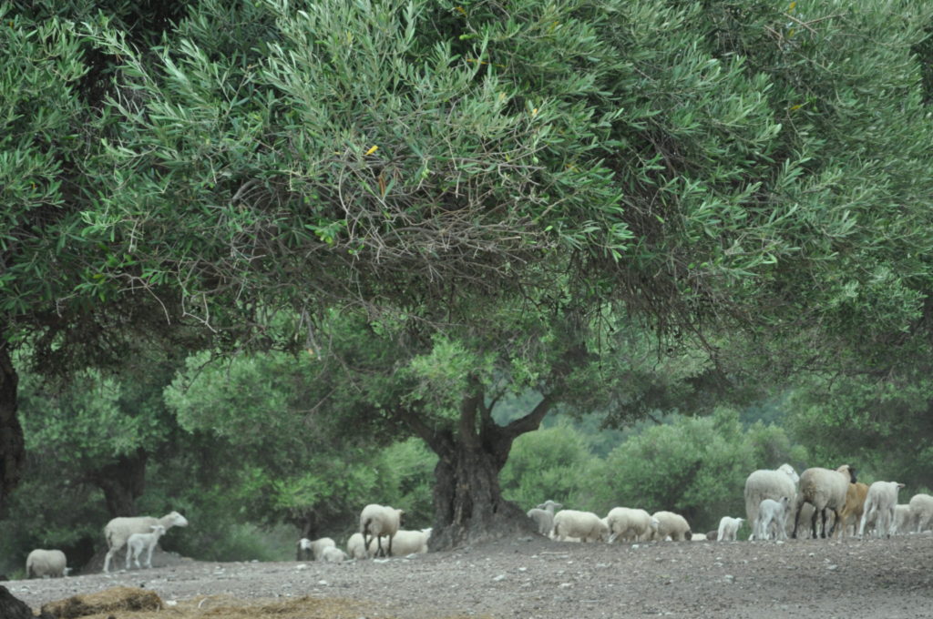 Imagen MODIFICACIONES PARA LA PAC 2018