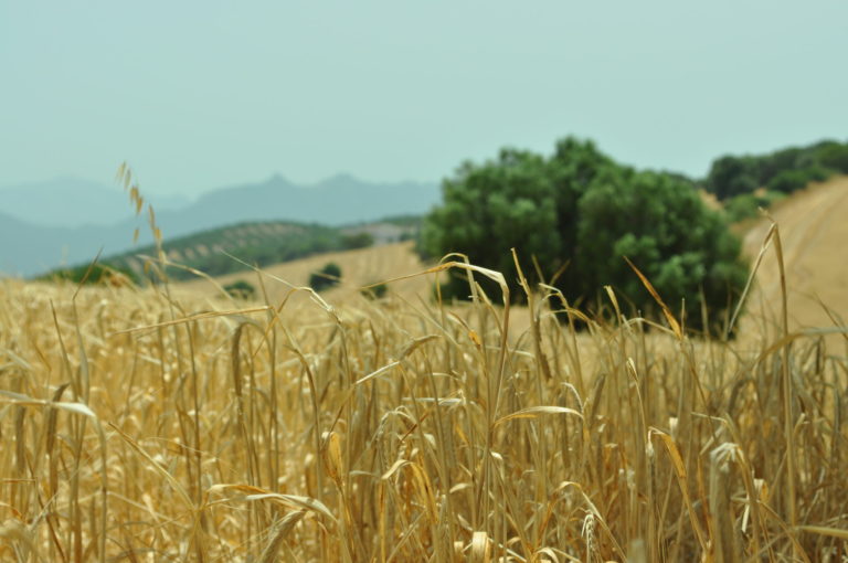 RECORDATORIO: PLAZOS DE MODIFICACIÓN Y CONTRATACIÓN DEL SEGURO DE CULTIVOS HERBÁCEOS EXTENSIVOS