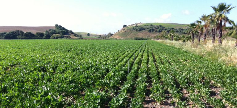FERTILIZANTES