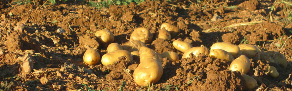 Imagen EPITRIX DE LA PATATA DE CÁDIZ