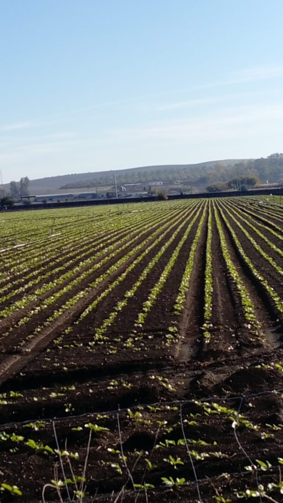 Imagen INCIDENCIAS: PLAGAS Y ENFERMEDADES