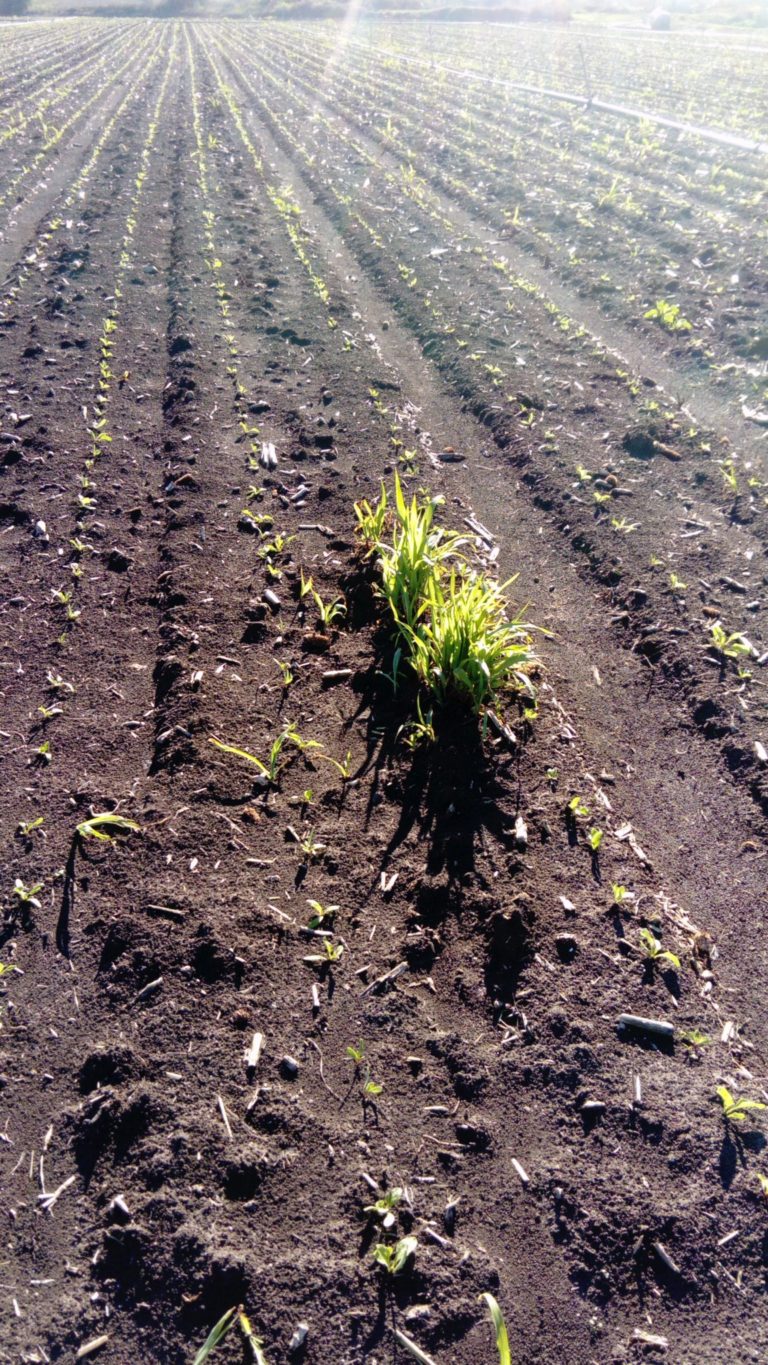 ESTADO FENOLÓGICO DEL CULTIVO