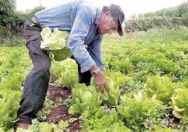 NO TOLERANCIA EN EL RÉGIMEN SIMPLIFICADO PARA PEQUEÑOS AGRICULTORES