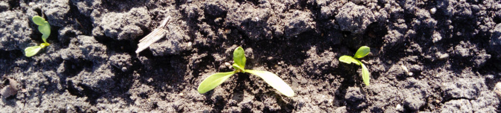 Imagen PRÁCTICAS RECOMENDADAS, PROHIBIDAS Y OBLIGATORIAS