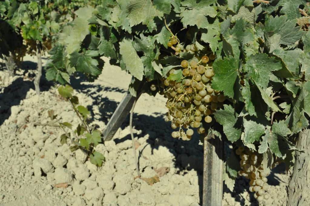 Imagen PROGRAMA DE APOYO AL SECTOR VITIVINÍCOLA ESPAÑOL  2019-2023