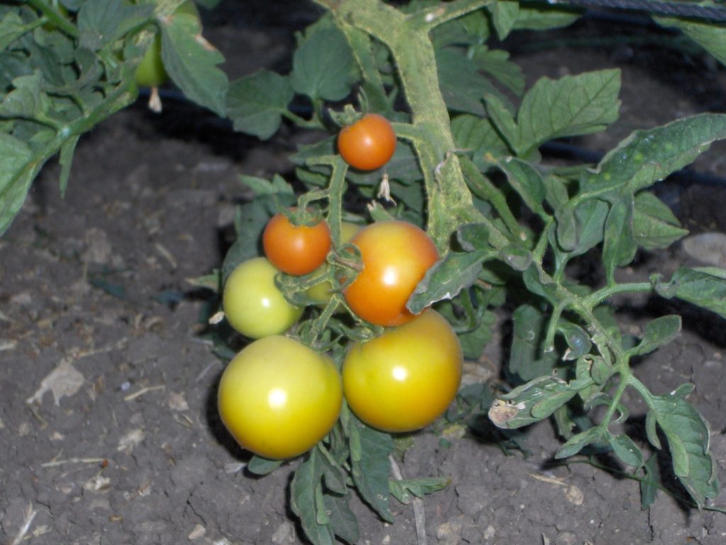 Imagen AUTORIZACIÓN EXCEPCIONAL MATERIAS ACTIVAS: CONTROL DE LA TUTA ABSOLUTA