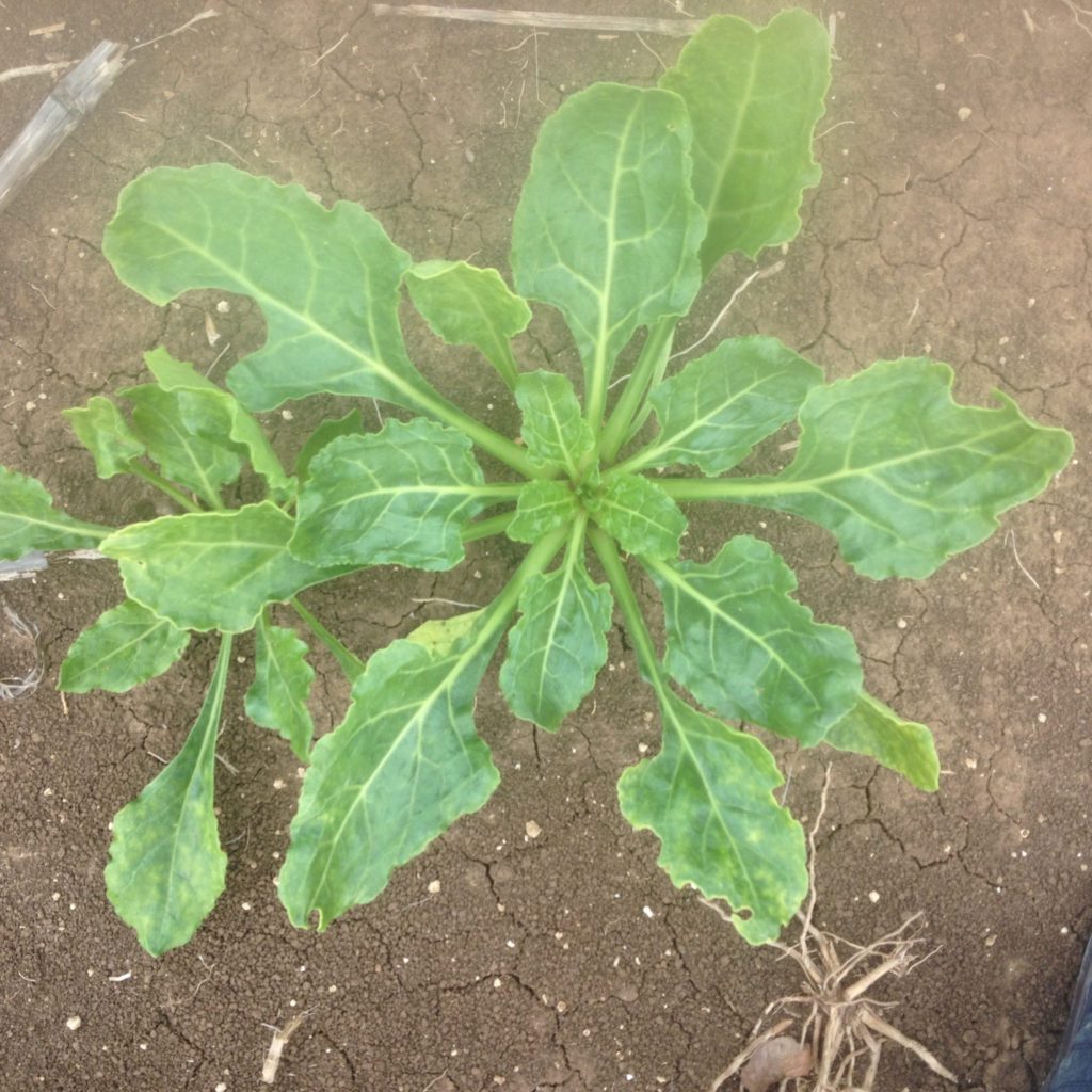 Imagen INCIDENCIAS: PLAGAS Y ENFERMEDADES