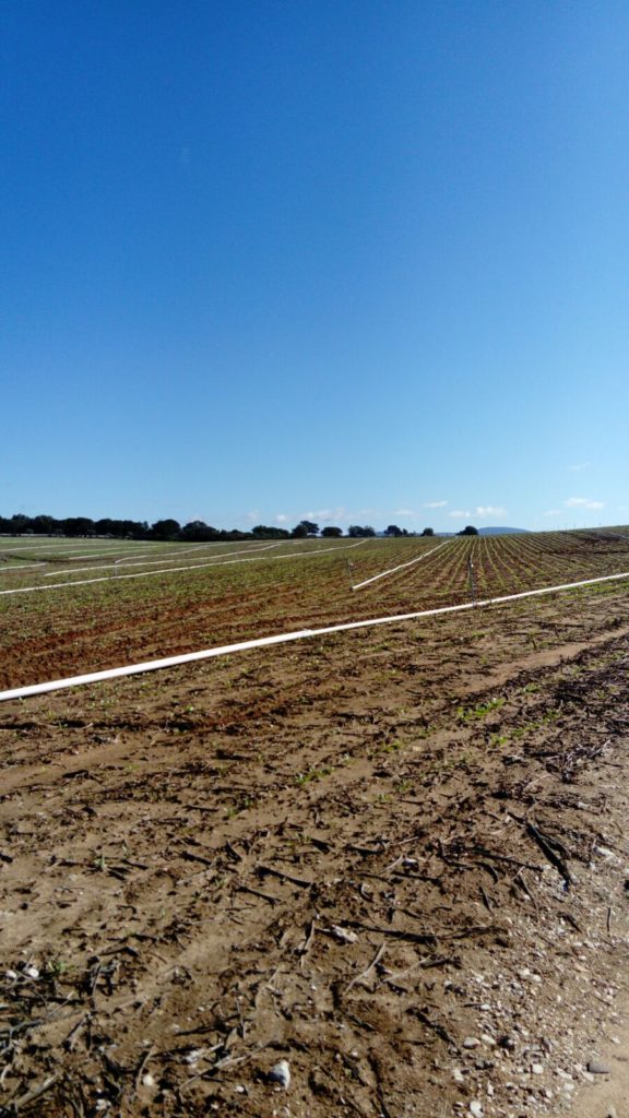 Imagen REPORTAJE FOTOGRÁFICO PARCELAS