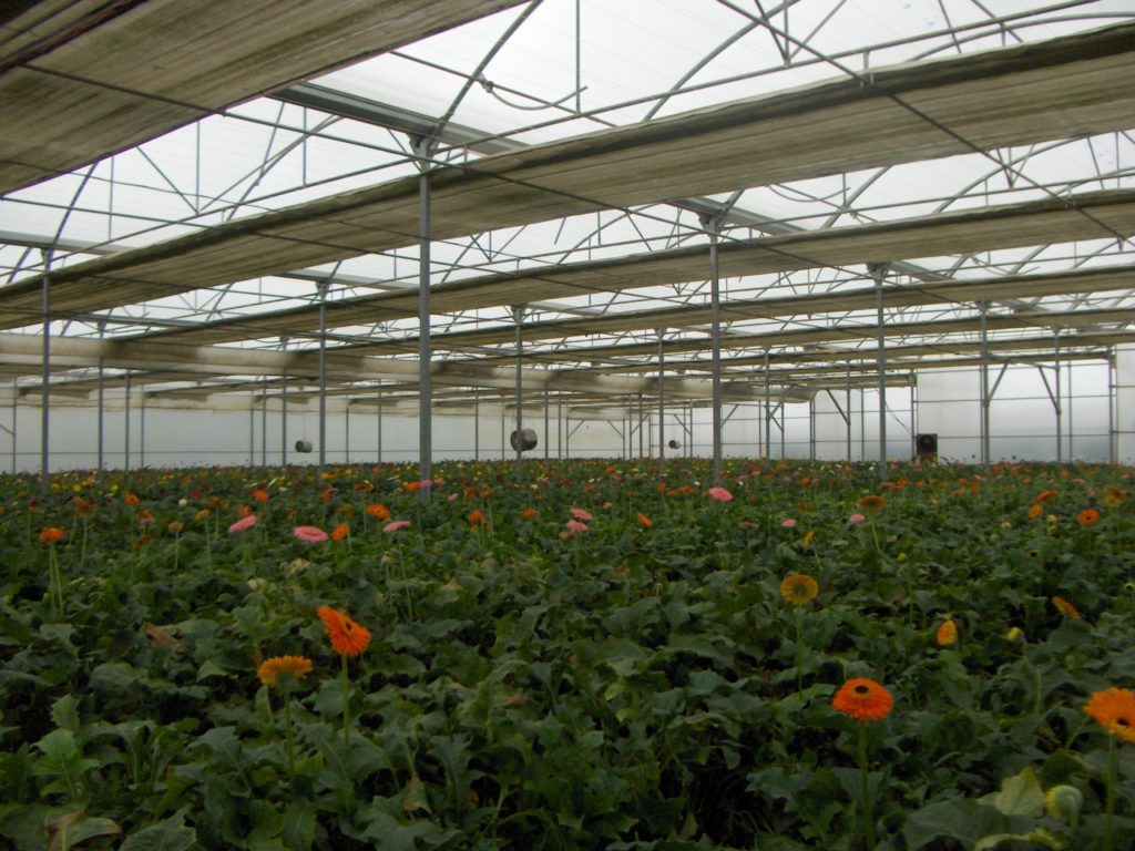 Imagen AYUDAS PARA EXPLOTACIONES AGRÍCOLAS DE CULTIVOS INTENSIVOS EN INVERNADERO