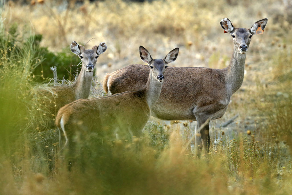 Imagen FIN DEL PERIODO HÁBIL DE CAZA: CIERVO, GAMO, MUFLÓN Y JABALÍ