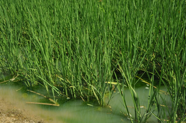 CURSOS OBLIGATORIOS PARA SOLICITANTES DE AYUDAS AGROAMBIENTALES