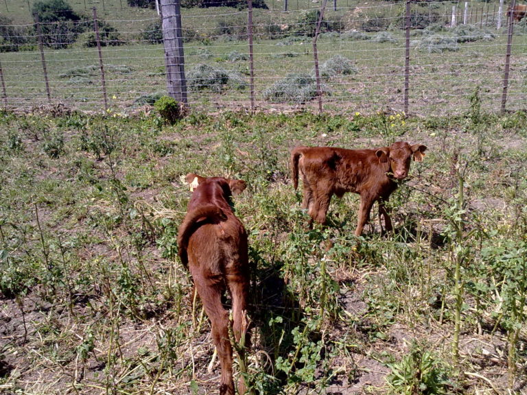 EXCEPCIÓN EN ALIMENTACIÓN CONVENCIONAL PARA GANADO ECOLÓGICO