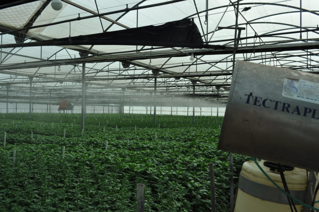 Imagen CURSO DE APLICADOR DE PRODUCTOS FITOSANITARIOS NIVEL FUMIGADOR