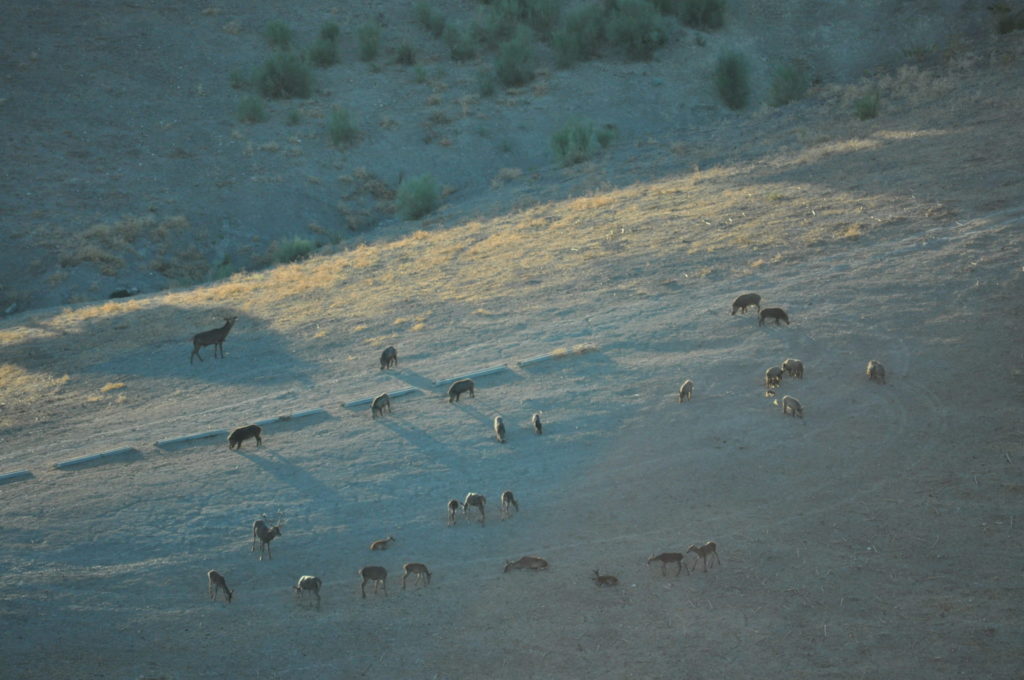 Imagen CONTROL DE SUBPRODUCTOS ANIMALES PROCEDENTES DE LA CAZA MAYOR Y PLANES TÉCNICOS DE CAZA