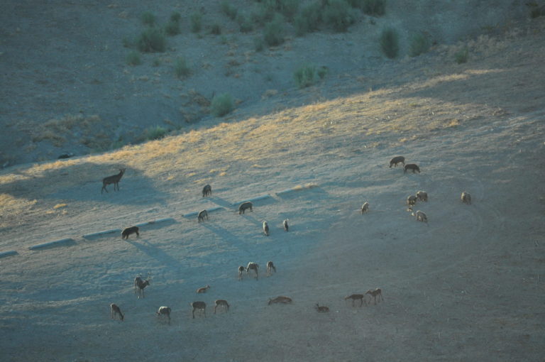 CONTROL DE SUBPRODUCTOS ANIMALES PROCEDENTES DE LA CAZA MAYOR Y PLANES TÉCNICOS DE CAZA