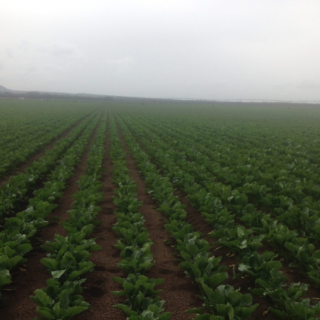 Imagen ESTADO FENOLÓGICO CULTIVO