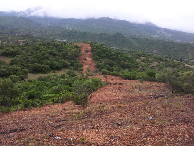 REALIZACIÓN DE TRABAJOS CONTEMPLADOS EN LOS PLANES DE PREVENCIÓN DE INCENDIOS FORESTALES