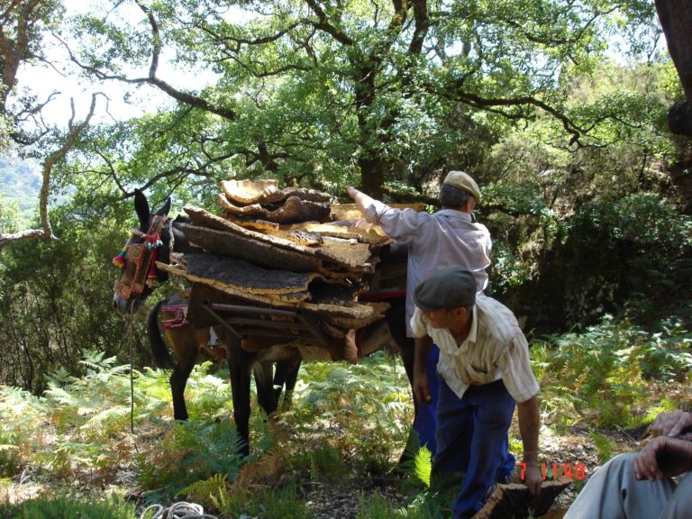 CONVOCATORIA NUEVA AYUDA AGROAMBIENTAL: ENMIENDA CALIZA PARA LA SECA DEL ALCORNOQUE