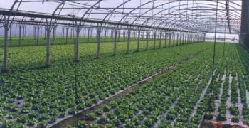 AMPLIACIÓN DEL PLAZO PARA LA AYUDA DE CULTIVOS INTENSIVOS EN INVERNADERO