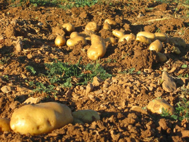 SEGUROS: EXPLOTACIONES FORESTALES Y SEGURO DE HORTÍCOLAS AL AIRE LIBRE