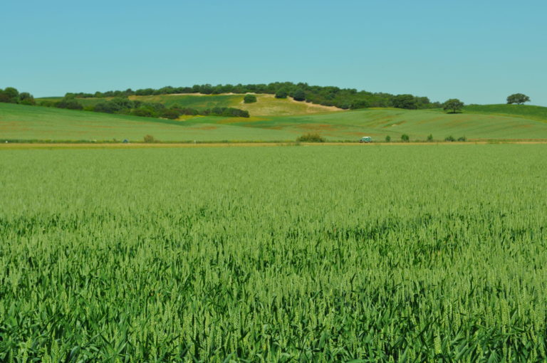 JORNADA DE CULTIVOS HERBÁCEOS