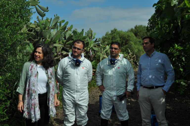 Asaja-Cádiz combate la Cochinilla del Carmín que ataca la chumbera