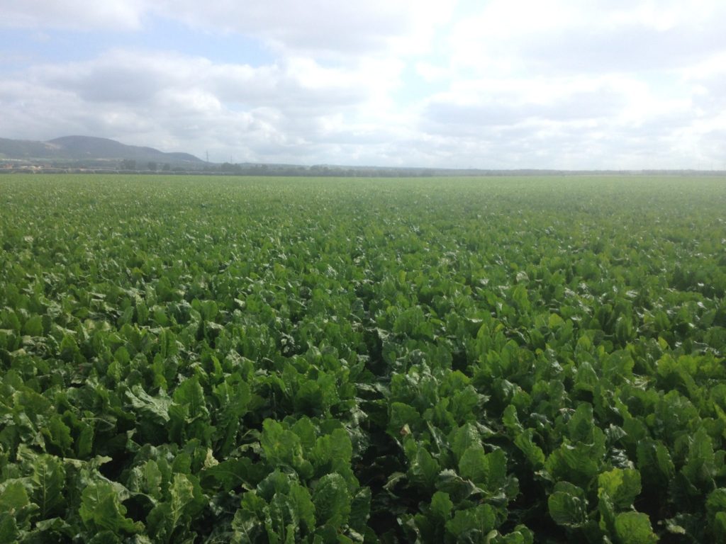 Imagen PRÁCTICAS RECOMENDADAS, PROHIBIDAS, OBLIGATORIAS EN PRODUCCION INTEGRADA