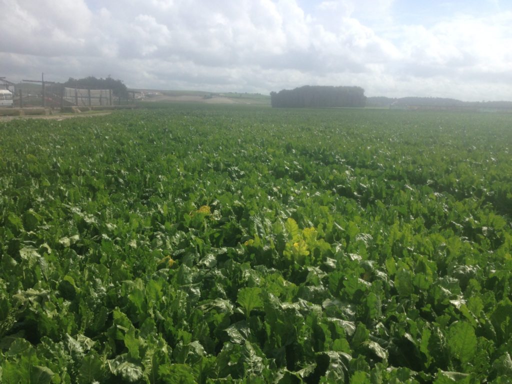 Imagen ESTADO FENOLÓGICO CULTIVO