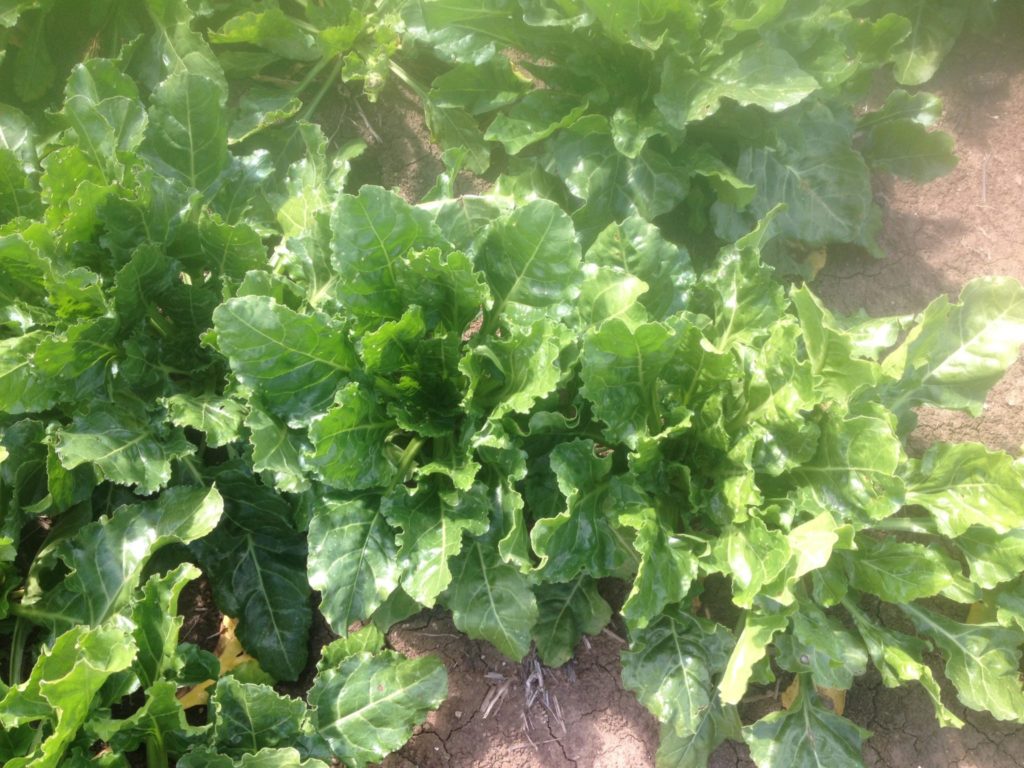 Imagen INCIDENCIAS: PLAGAS Y ENFERMEDADES