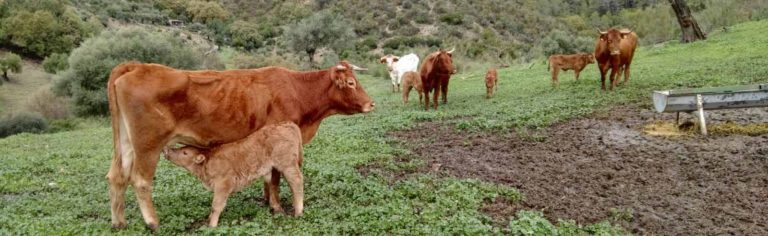 ESTUDIO DEL SECTOR ESPAÑOL DE VACAS NODRIZAS