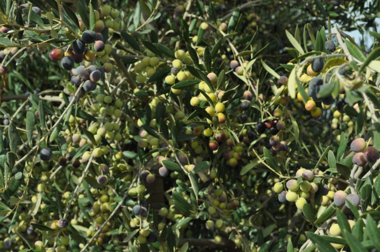 XYLELLA FASTIDIOSA: DECLARADA OFICIALMENTE LA PLAGA EN ANDALUCIA