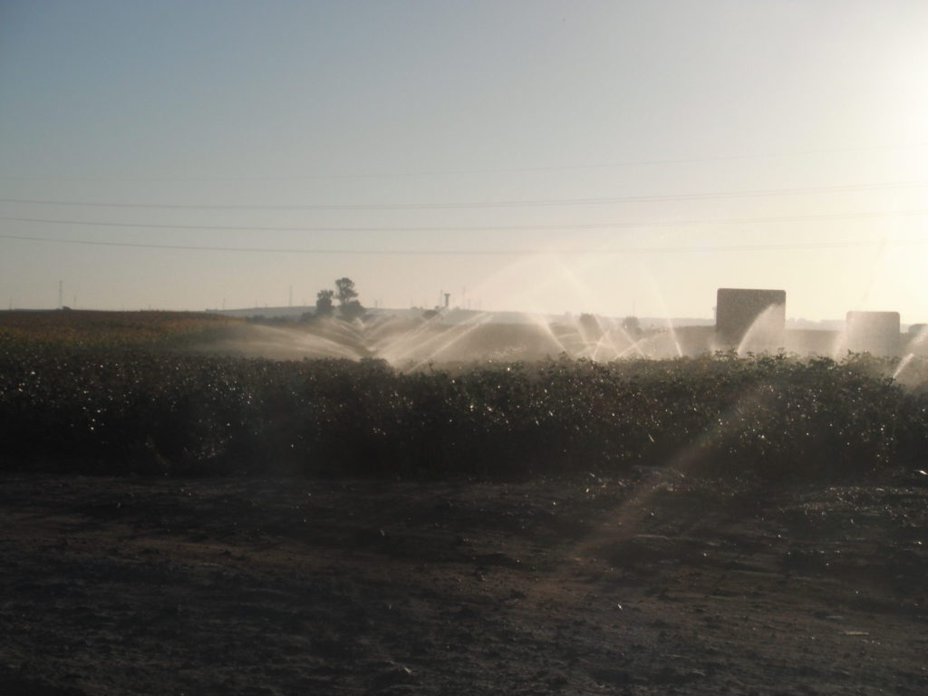 Imagen PRÁCTICAS RECOMENDADAS, PROHIBIDAS, OBLIGATORIAS EN PRODUCCION INTEGRADA
