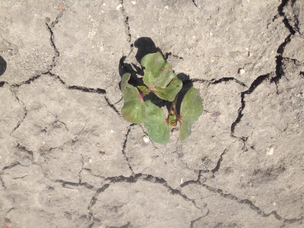 Imagen ESTADO FENOLÓGICO CULTIVO