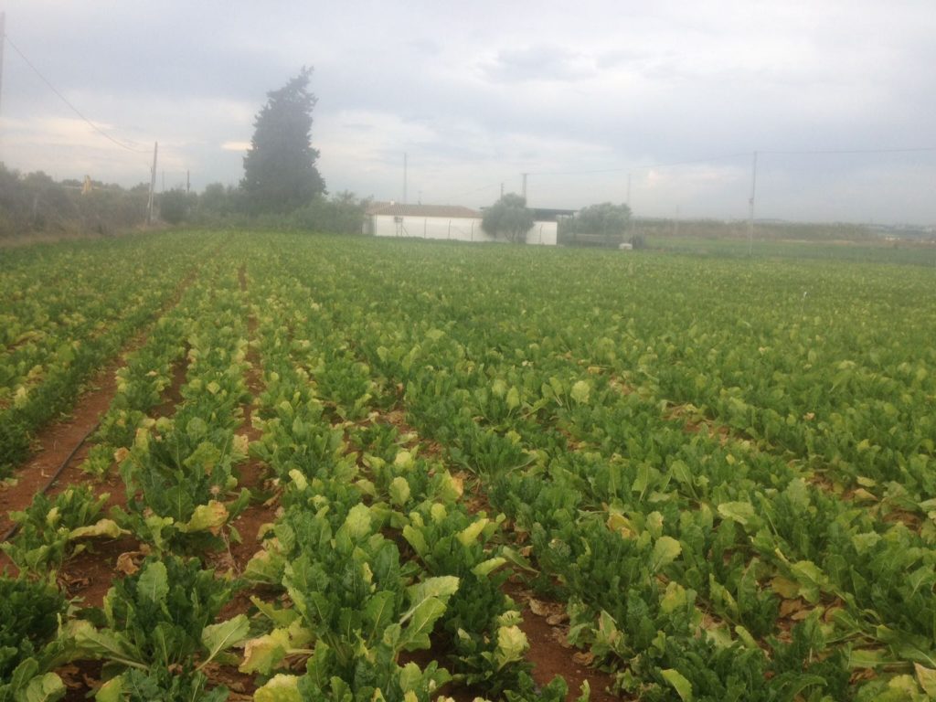 Imagen ESTADO FENOLÓGICO CULTIVO