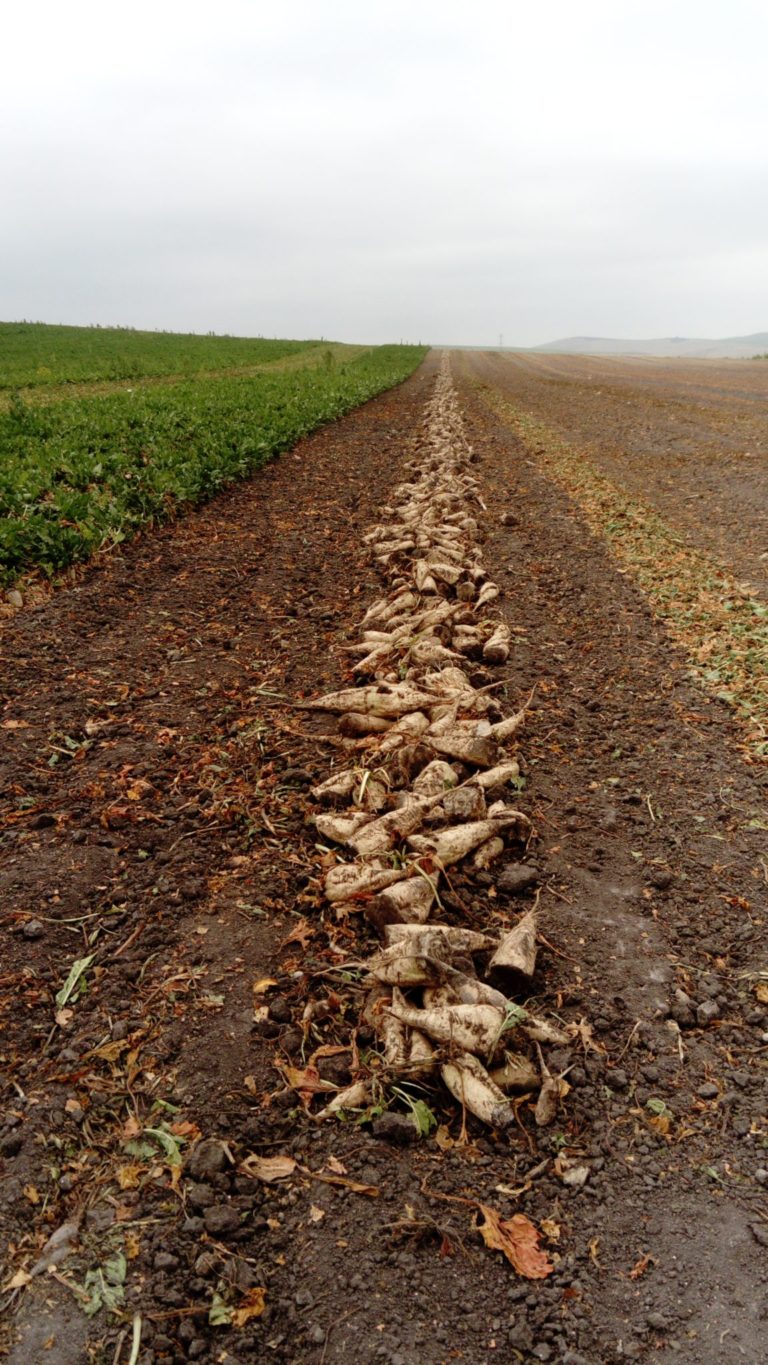 Jornada: ‘Inicio de la campaña del cultivo de la Remolacha Azucarera’