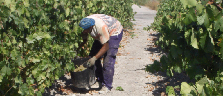 REESTRUCTURACIÓN Y RECONVERSIÓN DE VIÑEDO: CONVOCATORIA 2019-2023