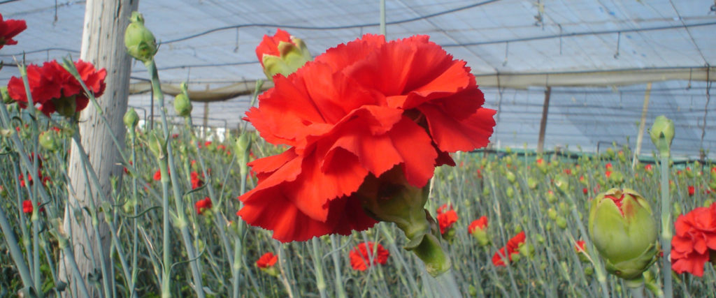 Imagen MODIFICACIÓN DE AUTORIZACIÓN EXCEPCIONAL: FORMULADOS A BASE DE 1,3 DICLOROPROPENO + CLOROPICRINA