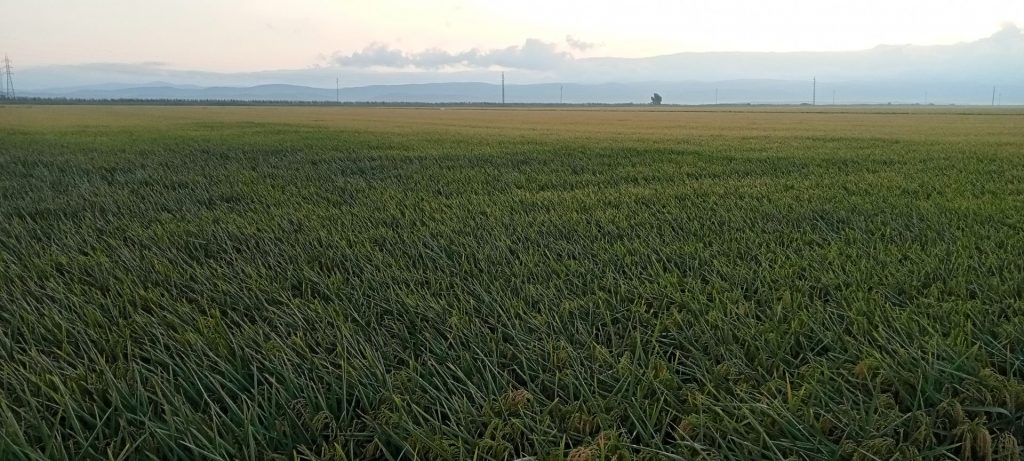 Imagen TRATAMIENTOS RECOMENDADOS