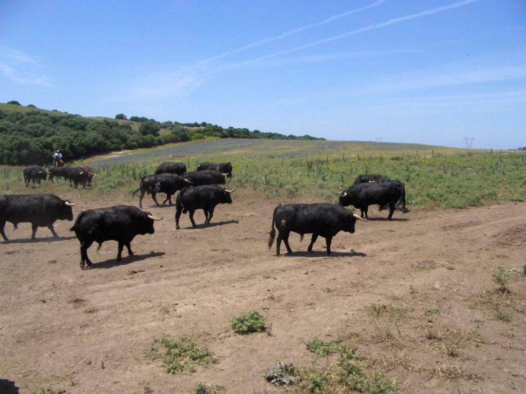Imagen PROTOCOLO ESPAÑA Y PORTUGAL: MOVIMIENTOS DE BOVINOS Y OVINOS CON DESTINO CEBO, REPRODUCCIÓN O LIDIA