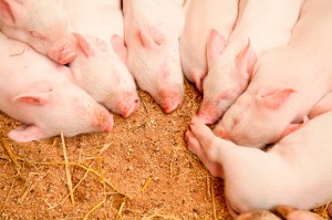 PLAN DE ACCIÓN DE RABOTEO SISTEMÁTICO