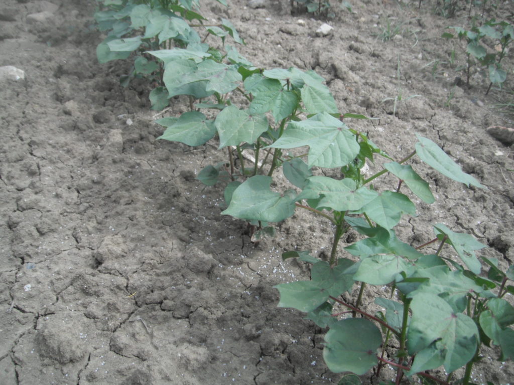 Imagen PRÁCTICAS RECOMENDADAS, PROHIBIDAS, OBLIGATORIAS EN PRODUCCION INTEGRADA