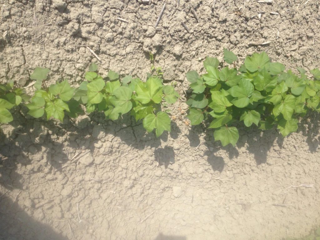 Imagen ESTADO FENOLÓGICO CULTIVO