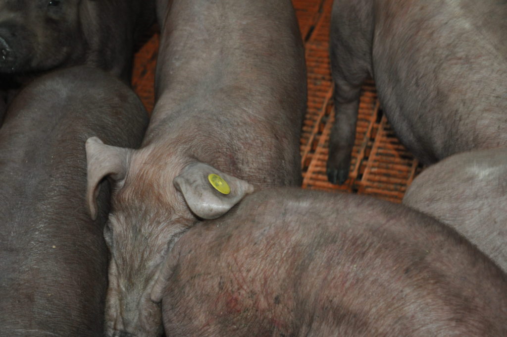 Imagen PORCINO: CLASIFICACIÓN DE LAS CANALES